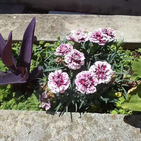 Gasthuis & Abba Dubrovnik