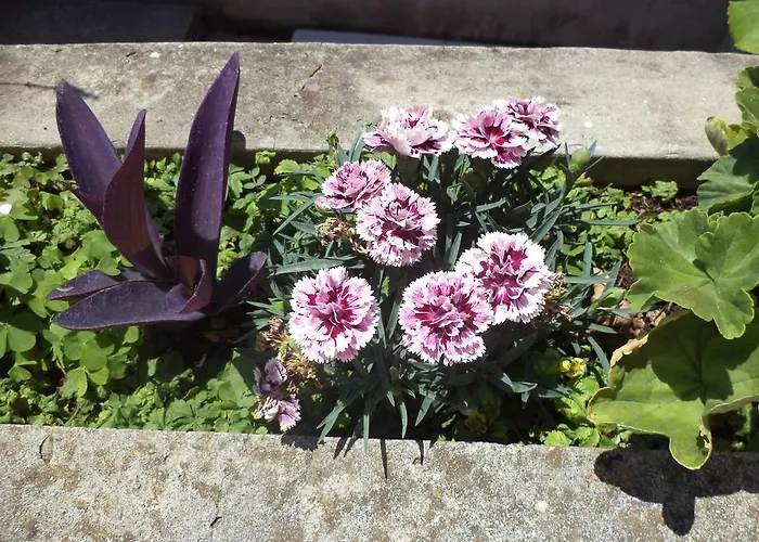 招待所 阿巴客房公寓 杜布罗夫尼克